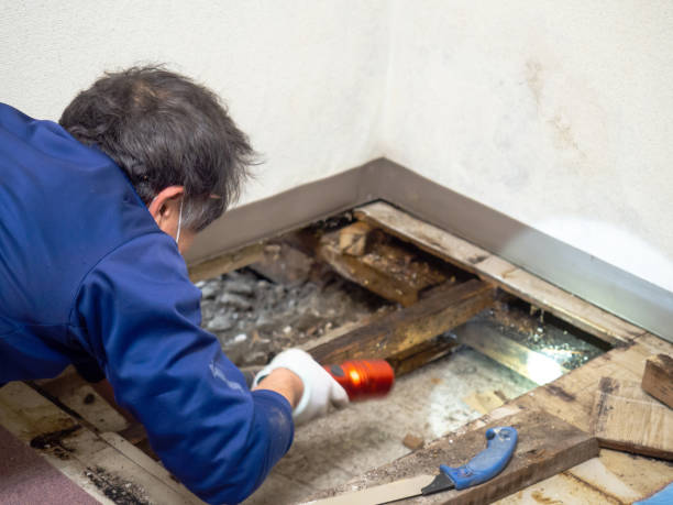 Best Certified Mold Removal  in Rosamond, CA