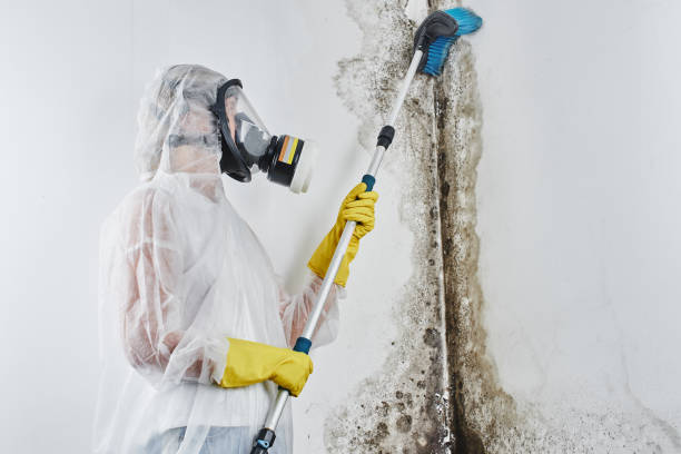 Best Mold Removal Near Me  in Rosamond, CA