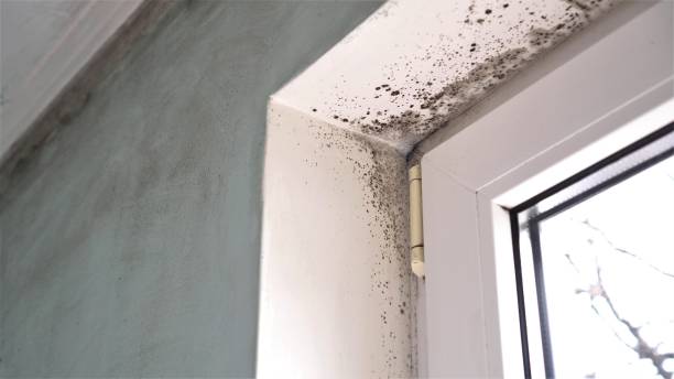 Best Local Mold Removal Service  in Rosamond, CA
