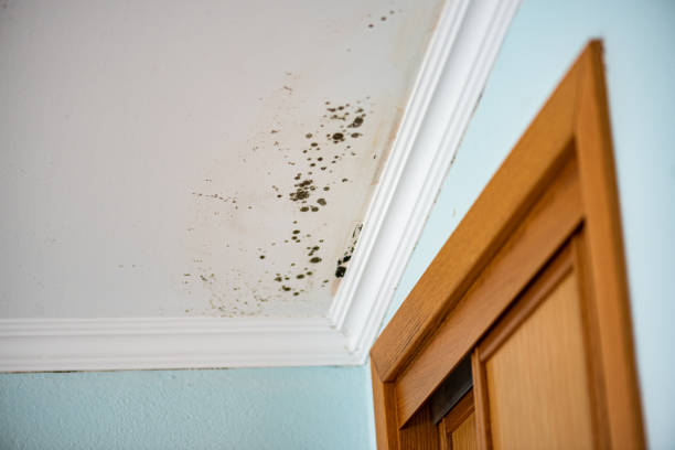 Best Mold Removal and Inspection  in Rosamond, CA