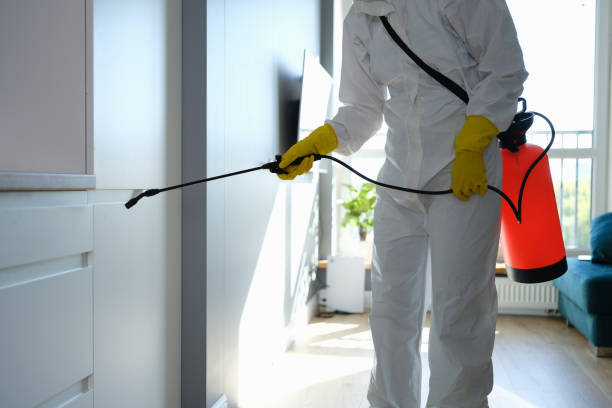 Trusted Rosamond, CA Mold Removal Experts
