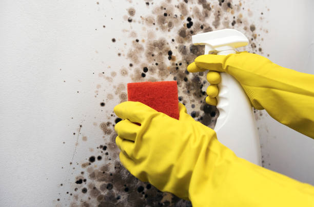 Best Mold Removal Company Near Me  in Rosamond, CA