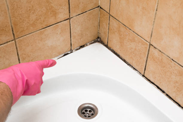 Best Toxic Mold Removal  in Rosamond, CA